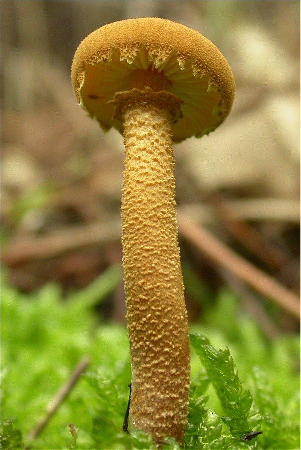 Cystoderma amianthinum